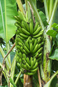 Bananensamen für einfaches Anpflanzen
