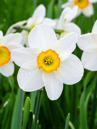 Gemischt Narzisse Narzisse Blumensamen zur Aussaat lang Blüte Saison Traditionssorte & ohne Gentechnik Samen Hausgarten