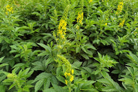 Agrimony Blumensamen zur Aussaat sonnenliebend Traditionssorte & ohne Gentechnik Samen Hausgarten