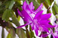 Lila Weiß Weihnachtskaktus Blumensamen zur Aussaat – leuchtend – Traditionssorte & ohne Gentechnik Samen Hausgarten