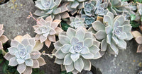 Grey Succulent Blumensamen zur Aussaat Drought verträglich Traditionssorte & ohne Gentechnik Samen Hausgarten
