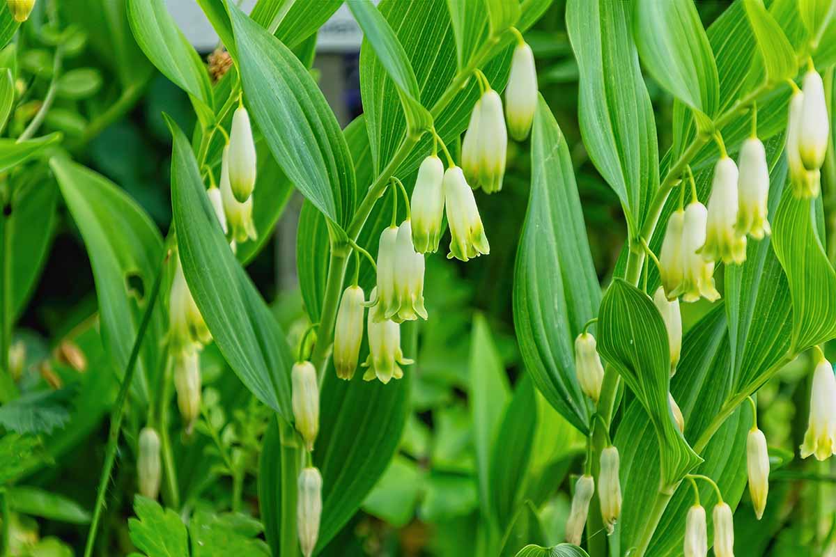 Polygonatum Blumensamen zur Aussaat farbenfroh Schau Traditionssorte & ohne Gentechnik Samen Hausgarten