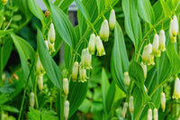 Polygonatum Blumensamen zur Aussaat farbenfroh Schau Traditionssorte & ohne Gentechnik Samen Hausgarten