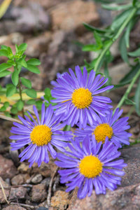 Aster Alpin Blumensamen zur Aussaat – Garten beliebt – Traditionssorte & ohne Gentechnik Samen Hausgarten