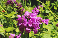 Betony Blumensamen zur Aussaat lang Blüte Saison Traditionssorte & ohne Gentechnik Samen Hausgarten