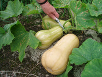 Gelb Butternut Gemüsesamen Planting