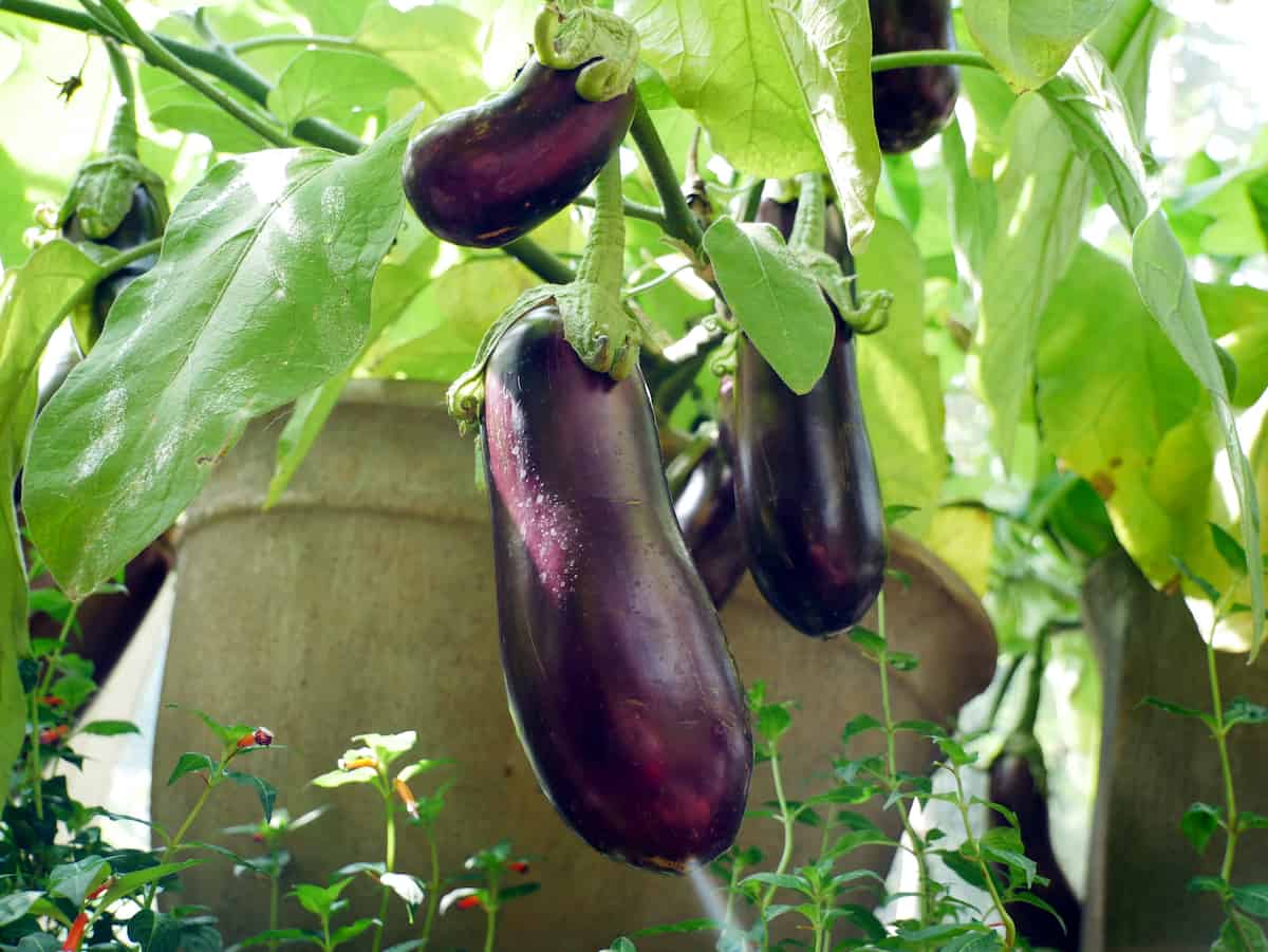 Eggplant Samen zum Pflanzen Solanum Melongena vegetable patch home garden