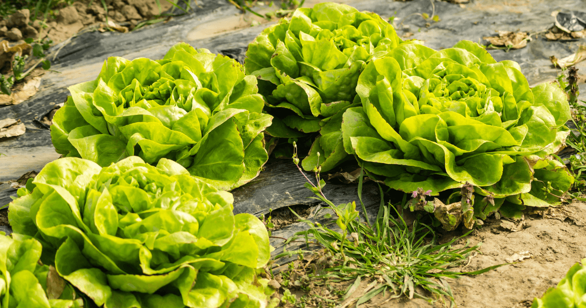 Grün Iceberg Gemüsesamen  zur Aussaat – Landhaus Garten wichtig – Traditionssorte & ohne Gentechnik Samen Hausgarten