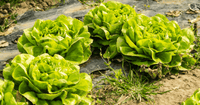 Grün Iceberg Gemüsesamen  zur Aussaat – Landhaus Garten wichtig – Traditionssorte & ohne Gentechnik Samen Hausgarten