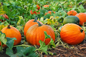 Pumpkin Cucurbita pepo Samen zum Pflanzen in Gemüse Patch and Large Garden