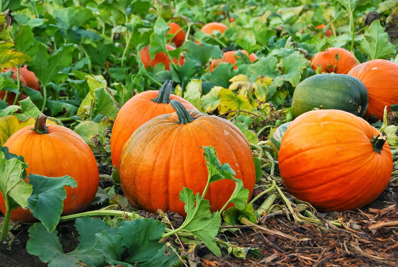 Semi di zucca da piantare Cucurbita Pepo Mooregold biologica orto appezzamento agricolo