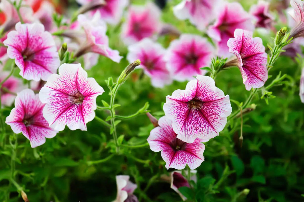 zart Rosa Petunie Blumensamen zur Aussaat – pflegeleicht – Traditionssorte & ohne Gentechnik Samen Hausgarten