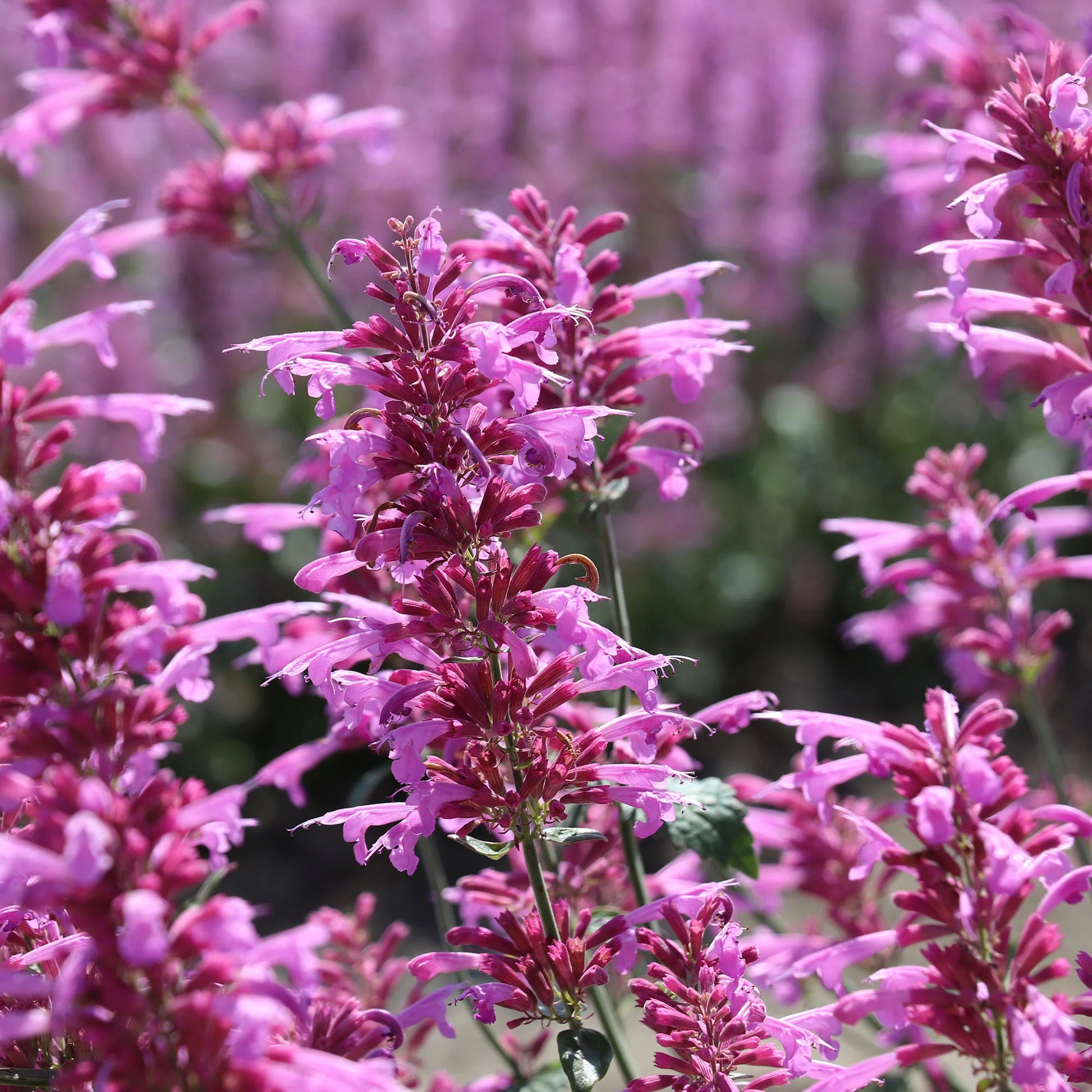 Agastache Cana Blumensamen – einzigartig Bodendecker exotisch Blüten