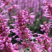 Agastache Cana Blumensamen – einzigartig Bodendecker exotisch Blüten