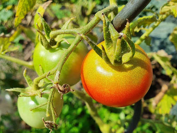 Gelb Rot Tomate Gemüsesamen for Gardening
