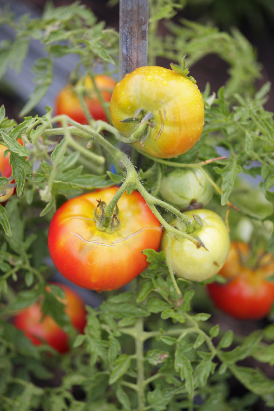 Gelb Rot Tomate Gemüsesamen for Gardening