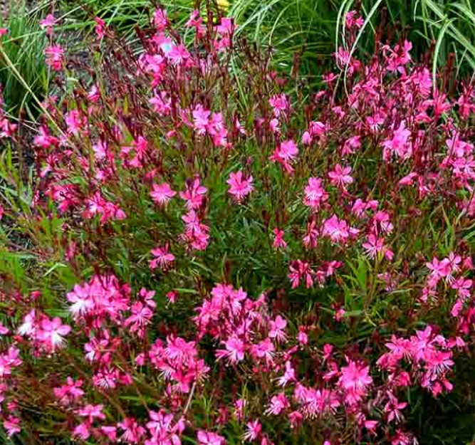 Rosa Whirling Blumensamen zur Aussaat – Garten beliebt – Traditionssorte & ohne Gentechnik Samen Hausgarten