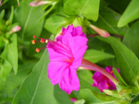 Mirabilis Jalapa Blumensamen zur Aussaat Garten beliebt Traditionssorte & ohne Gentechnik Samen Hausgarten