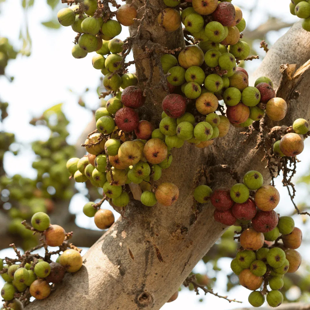 Feigen Frucht samen für einfaches Anpflanzen