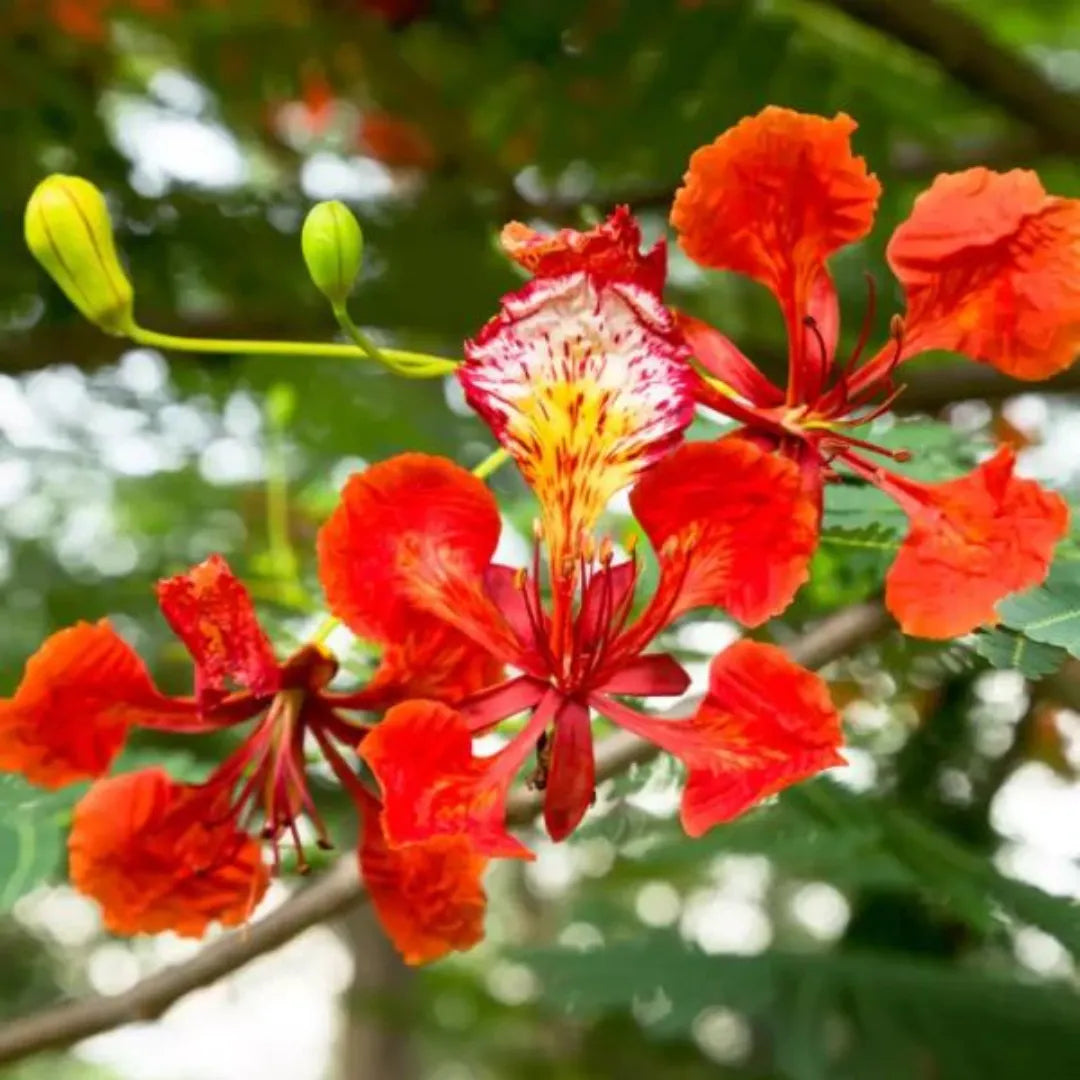 Flamboyant Blumensamen zur Aussaat – saisonal Dauerblüher – Traditionssorte & ohne Gentechnik Samen Hausgarten