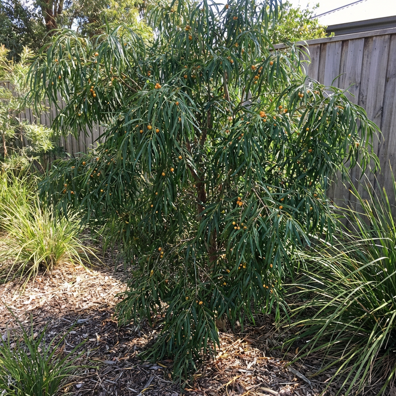 Gumbi Gumbi Samen Australischer Baum