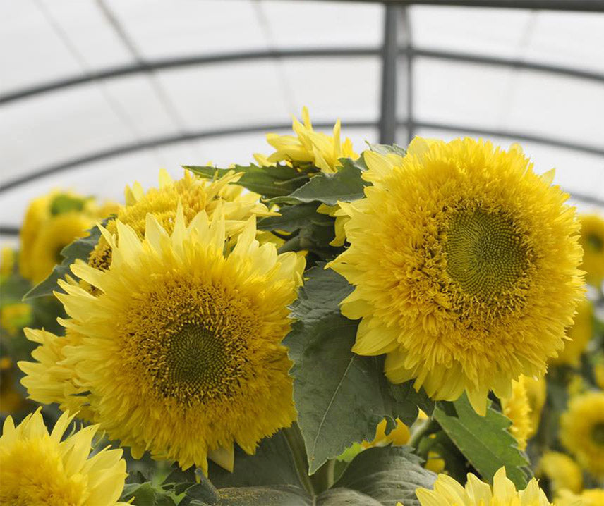 Traditionssorte Burst Sonnenblume Samen zur Aussaat Drought verträglich Traditionssorte & ohne Gentechnik Samen Hausgarten