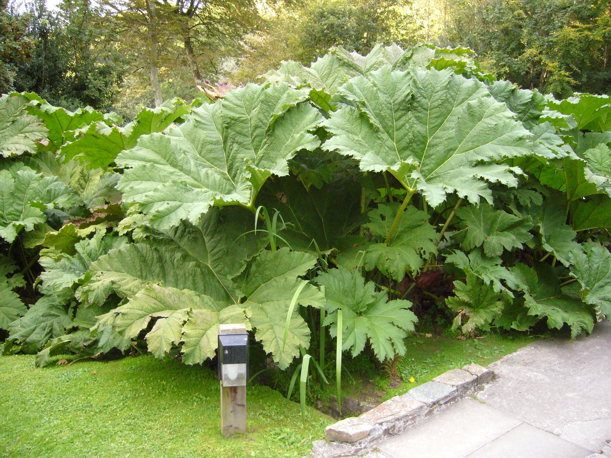 Gunnera Manicata Blumensamen zur Aussaat Halbschatten verträglich Traditionssorte & ohne Gentechnik Samen Hausgarten