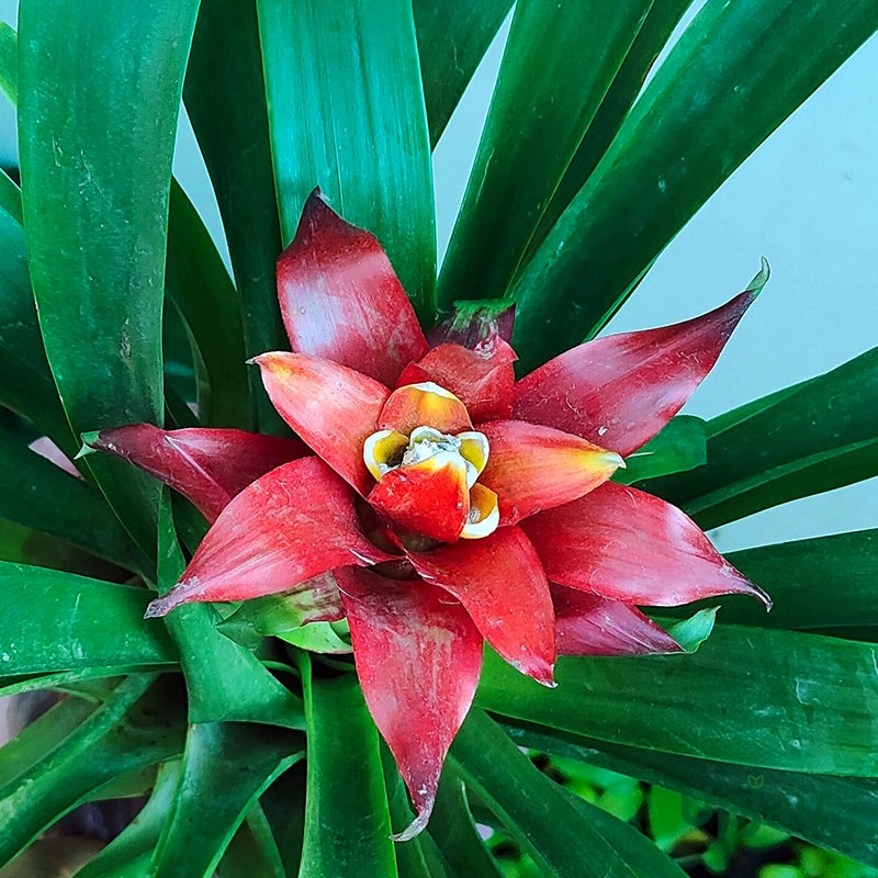 Rot Bromeliad Blumensamen zur Aussaat – Anzucht – Traditionssorte & ohne Gentechnik Samen Hausgarten