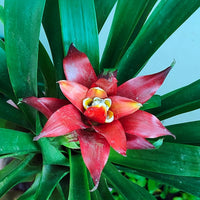 Rot Bromeliad Blumensamen zur Aussaat – Anzucht – Traditionssorte & ohne Gentechnik Samen Hausgarten