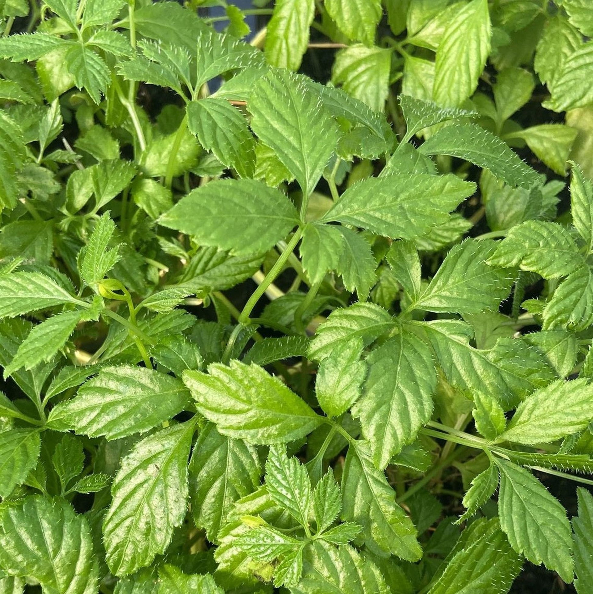 Traditionssorte Pentaphyllum Blumensamen zur Aussaat leuchtend Blüten Traditionssorte & ohne Gentechnik Samen Hausgarten