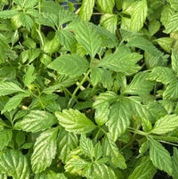 Traditionssorte Pentaphyllum Blumensamen zur Aussaat leuchtend Blüten Traditionssorte & ohne Gentechnik Samen Hausgarten