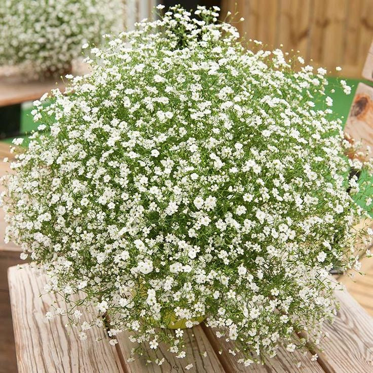 Grün Gypsophila Blumensamen zur Aussaat – sonnenliebend – Traditionssorte & ohne Gentechnik Samen Hausgarten