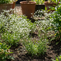 Gypsophila Samen Schleierkraut
