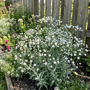 Gypsophila Samen Schleierkraut