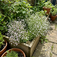 Gypsophila Blumensamen Schleierkraut
