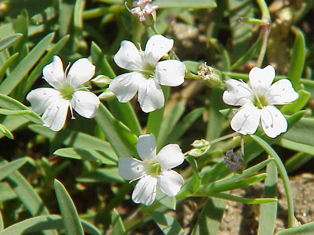 Weiß Gypsophila Repens Blumensamen zur Aussaat sonnenliebend Traditionssorte & ohne Gentechnik Samen Hausgarten