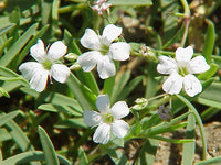 Weiß Gypsophila Repens Blumensamen zur Aussaat sonnenliebend Traditionssorte & ohne Gentechnik Samen Hausgarten