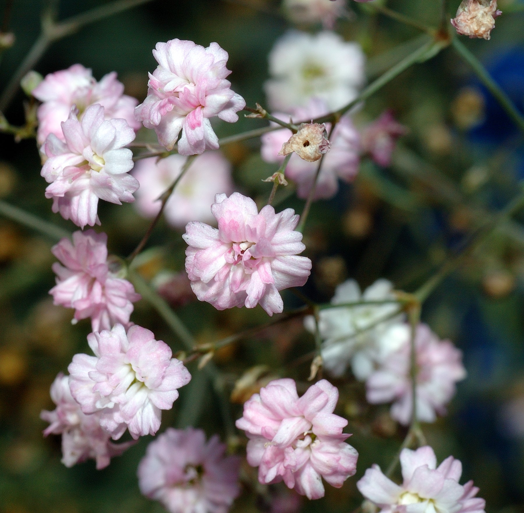 Weiß Gypsophila Repens Pflanzensamen leuchtend Garten Schauanlagen