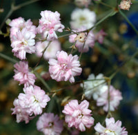 Weiß Gypsophila Repens Pflanzensamen leuchtend Garten Schauanlagen