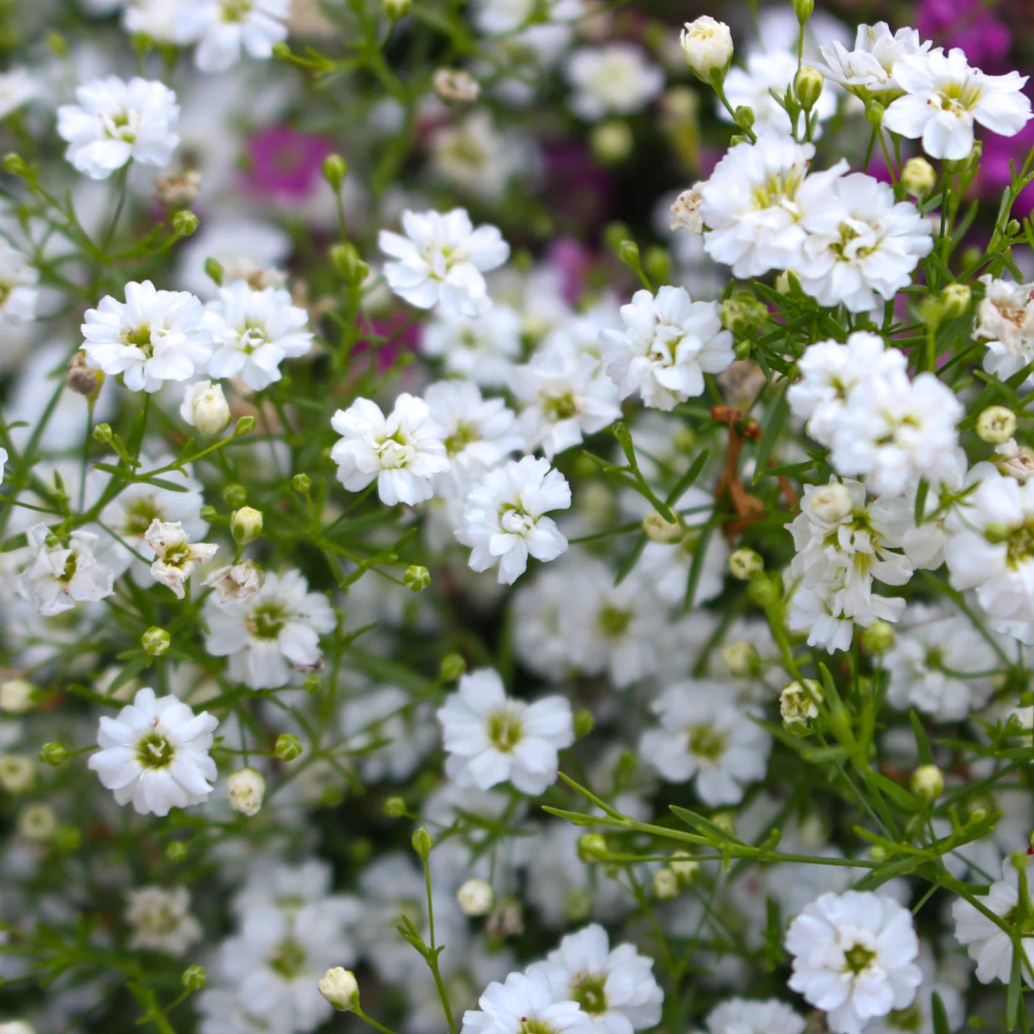 Grün Gypsophila Blumensamen zur Aussaat – sonnenliebend – Traditionssorte & ohne Gentechnik Samen Hausgarten