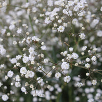 Traditionssorte Gypsophila Paniculata Blumensamen zur Aussaat lang Blüte Saison Traditionssorte & ohne Gentechnik Samen Hausgarten