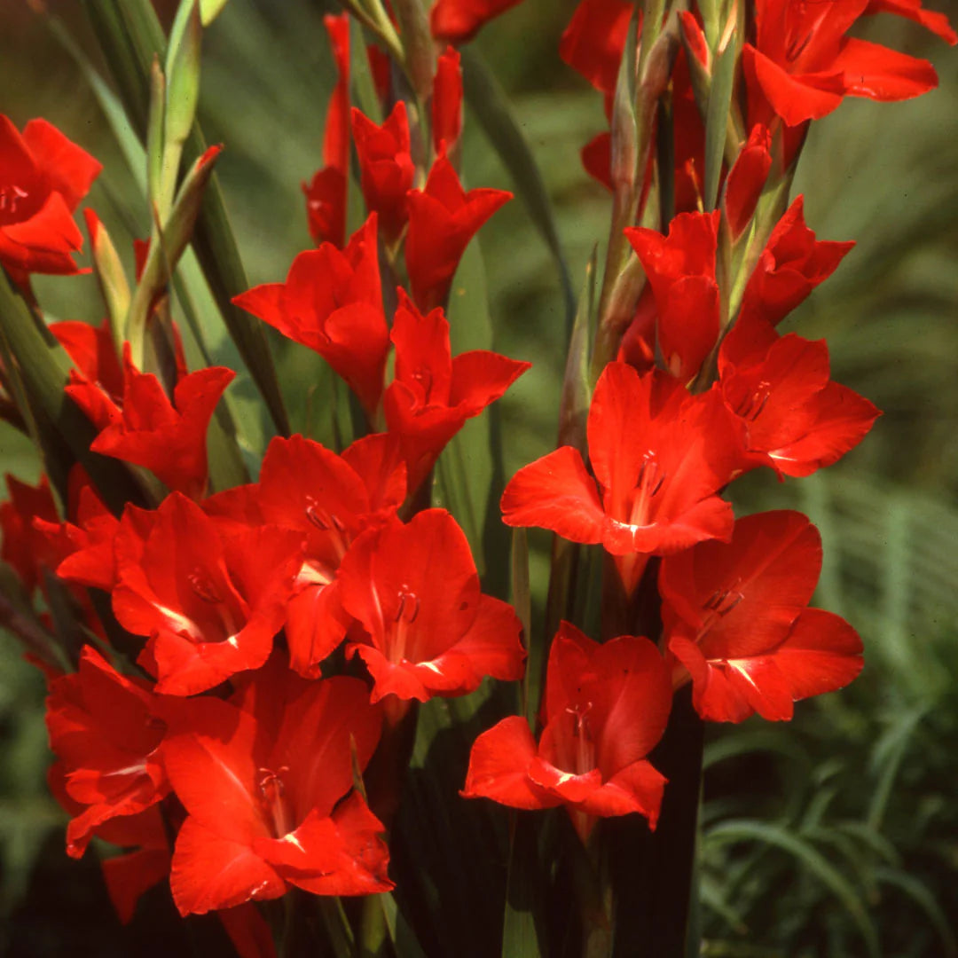 Bordeaux Gladiole Blumensamen zur Aussaat kompakt Wuchs Traditionssorte & ohne Gentechnik Samen Hausgarten