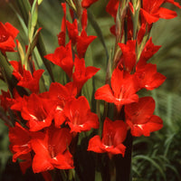Bordeaux Gladiole Blumensamen zur Aussaat kompakt Wuchs Traditionssorte & ohne Gentechnik Samen Hausgarten