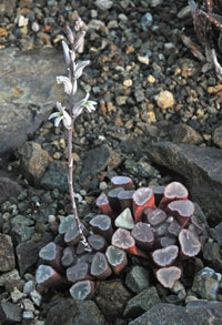 Lila Haworthia Maughanii Blumensamen zur Aussaat – ideal Rabatten – Traditionssorte & ohne Gentechnik Samen Hausgarten