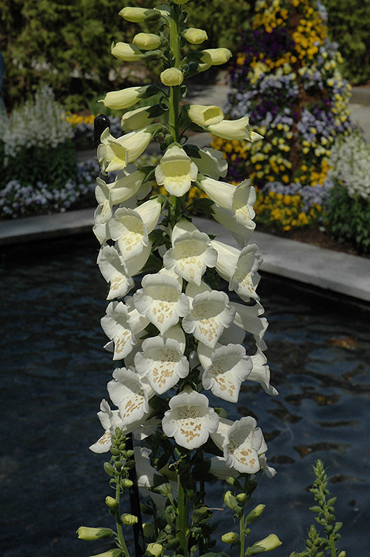 Bronze & weiß foxglove digitalis samen for elegant blooms