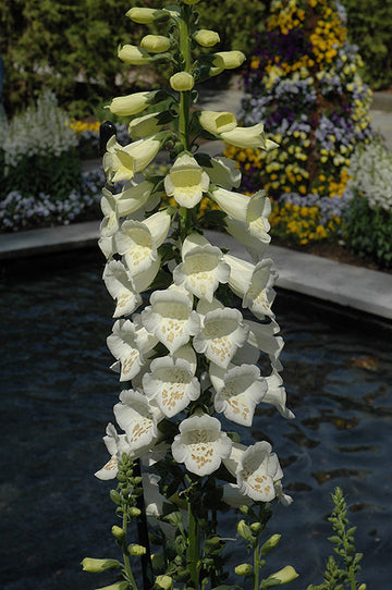 Bronze & weiß foxglove digitalis samen for elegant blooms