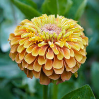 Zinnie Blumensamen Lime Orange Aussaat