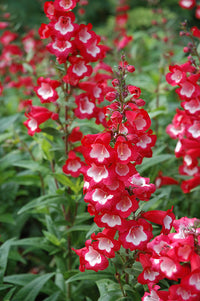 Penstemon blume samen for anpflanzung easy to grow heirloom & gmo free samen for home garten 
 
 sale samen for home garten anpflanzung