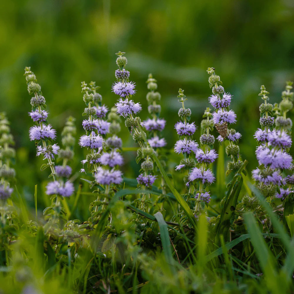 Pennyroyal Blumensamen zur Aussaat sonnenliebend Traditionssorte & ohne Gentechnik Samen Hausgarten