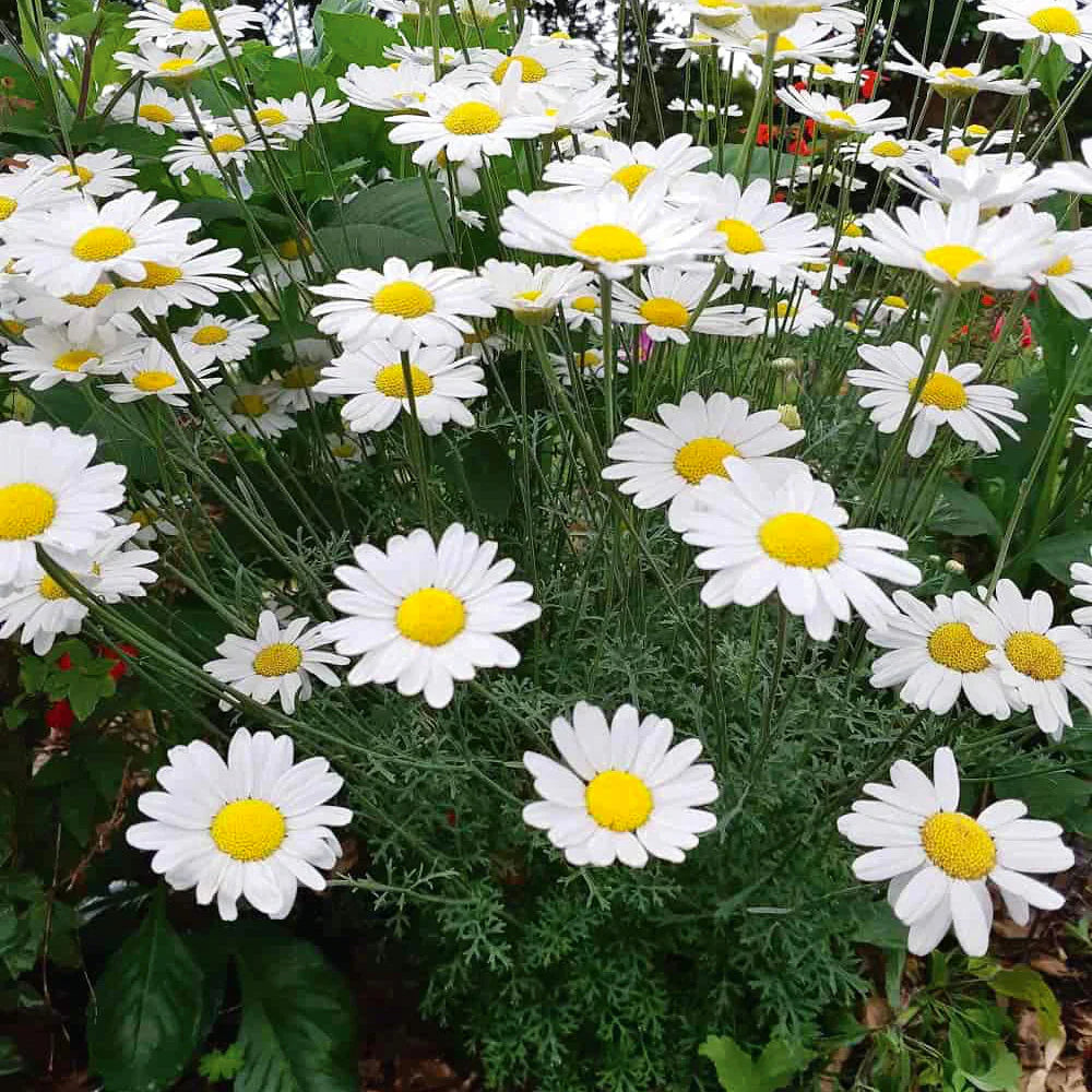 Pyrethrum (pyrethrum blume) samen for anpflanzung in home garten